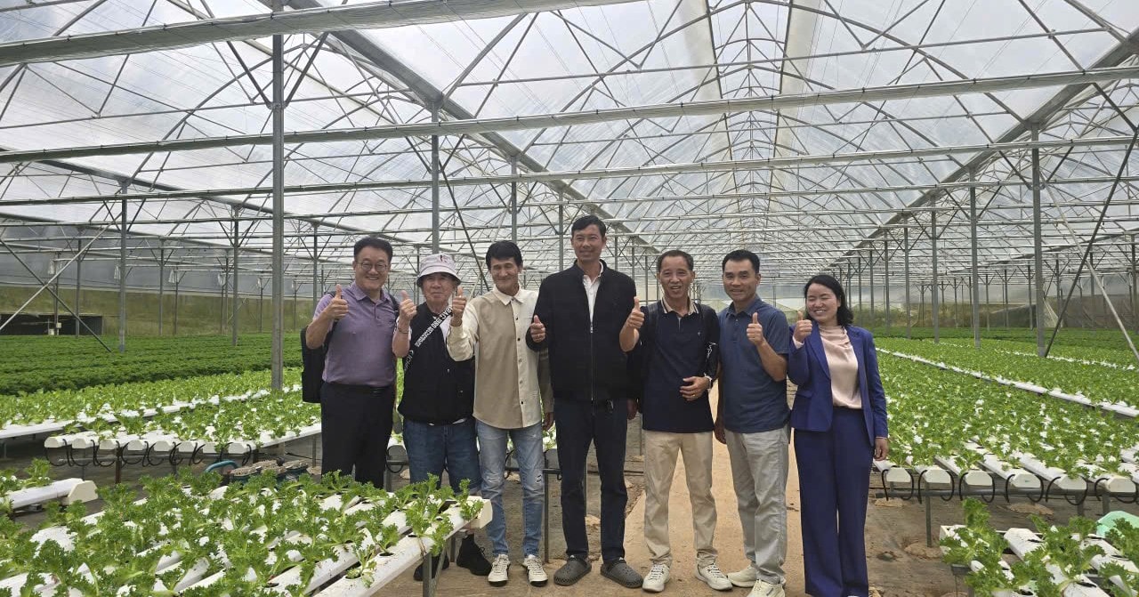 Đối tác Hàn Quốc sang Việt Nam đặt hàng tiêu thụ rau xà lách thủy canh trực tiếp với Công ty TNHH Trang trại Trường Phúc (2)