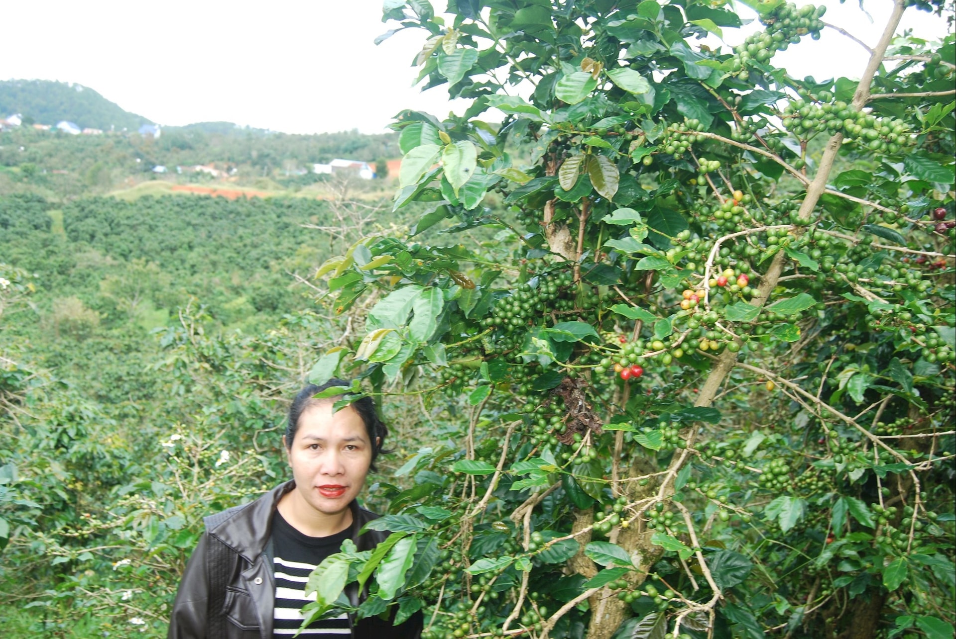lieng-jrang-k-cham-trong-khu-vuon-coffee-khoa-tai-xa-lac-duong-tinh-lam-dong.jpg