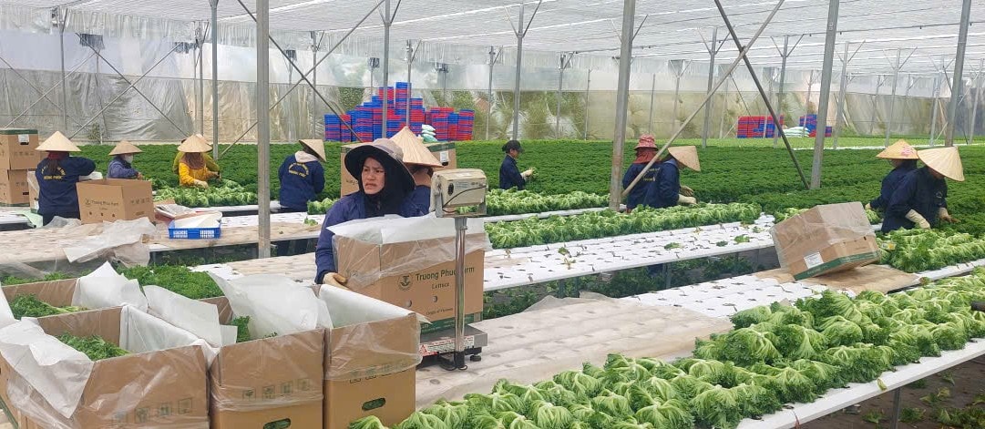 Sản xuất rau xà lách thủy canh xuất khẩu tại Trang trại Trường Phúc, xã Lạc Dương, tỉnh Lâm Đồng