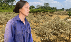 Nghìn gốc đào xác xơ sau lũ, dân Thái Nguyên chết lặng khi 2 năm liền trắng tay