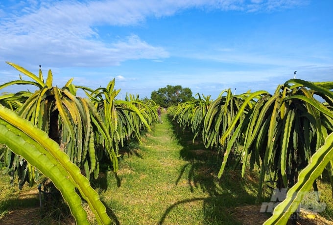 Pelajaran 3: Membangunkan Pengeluaran Pisang Hijau di Rantau 155226_640-162548.jpg