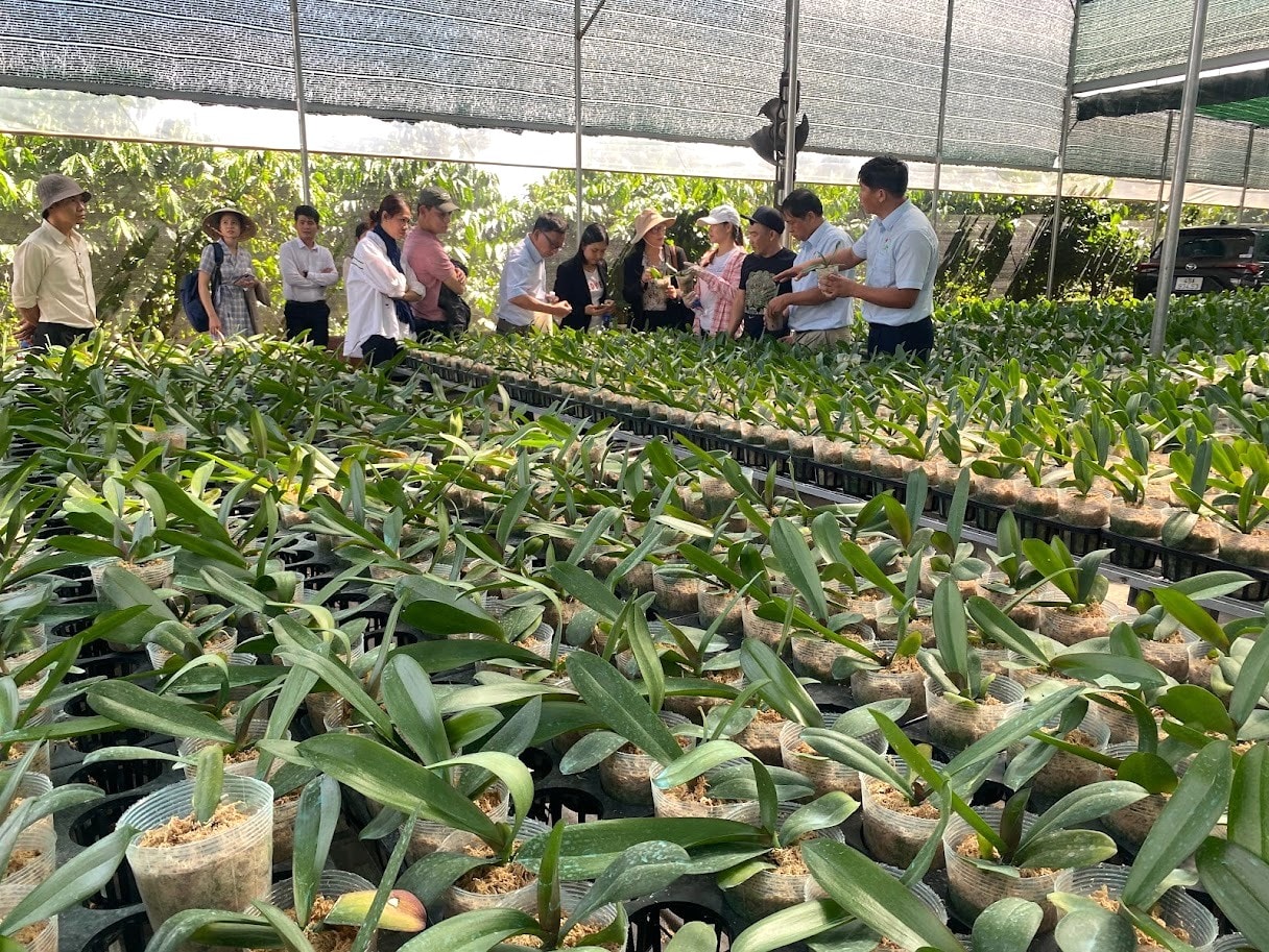 Giống lan hồ điệp nhập khẩu từ Đài Loan về tách cây cấy mô, chăm sóc đặc biệt trên giá thể tại các trang trại công nghệ cao trong tỉnh Lâm Đồng