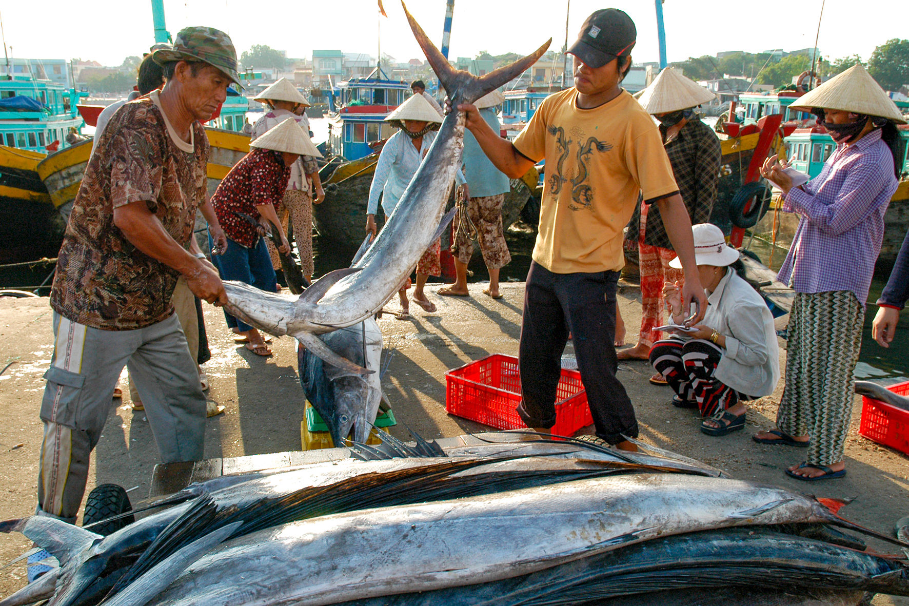 Vụ ca nam ở cảng cá Phan Thiết (ảnh N. Lân) (2)