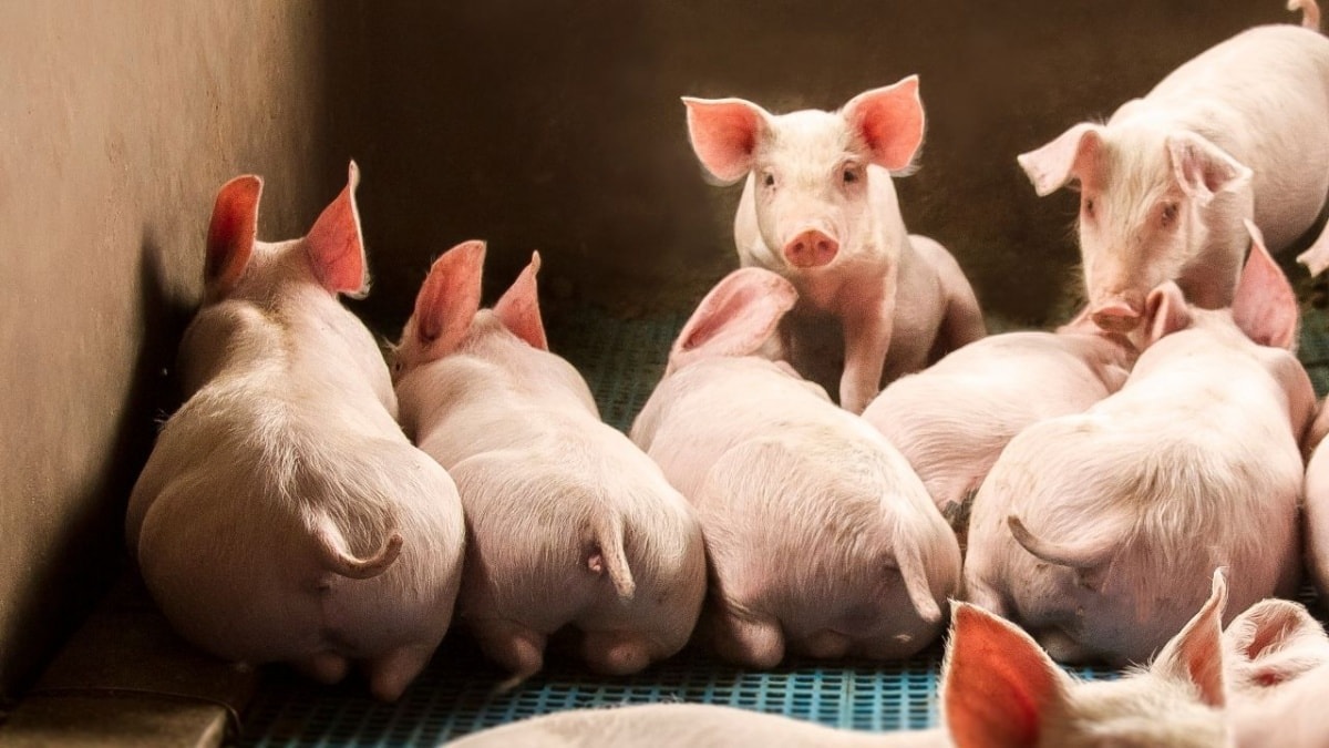 Schweinepreis heute 22.10. Norden weiterhin auf Höchststand, Süden leicht im Plus