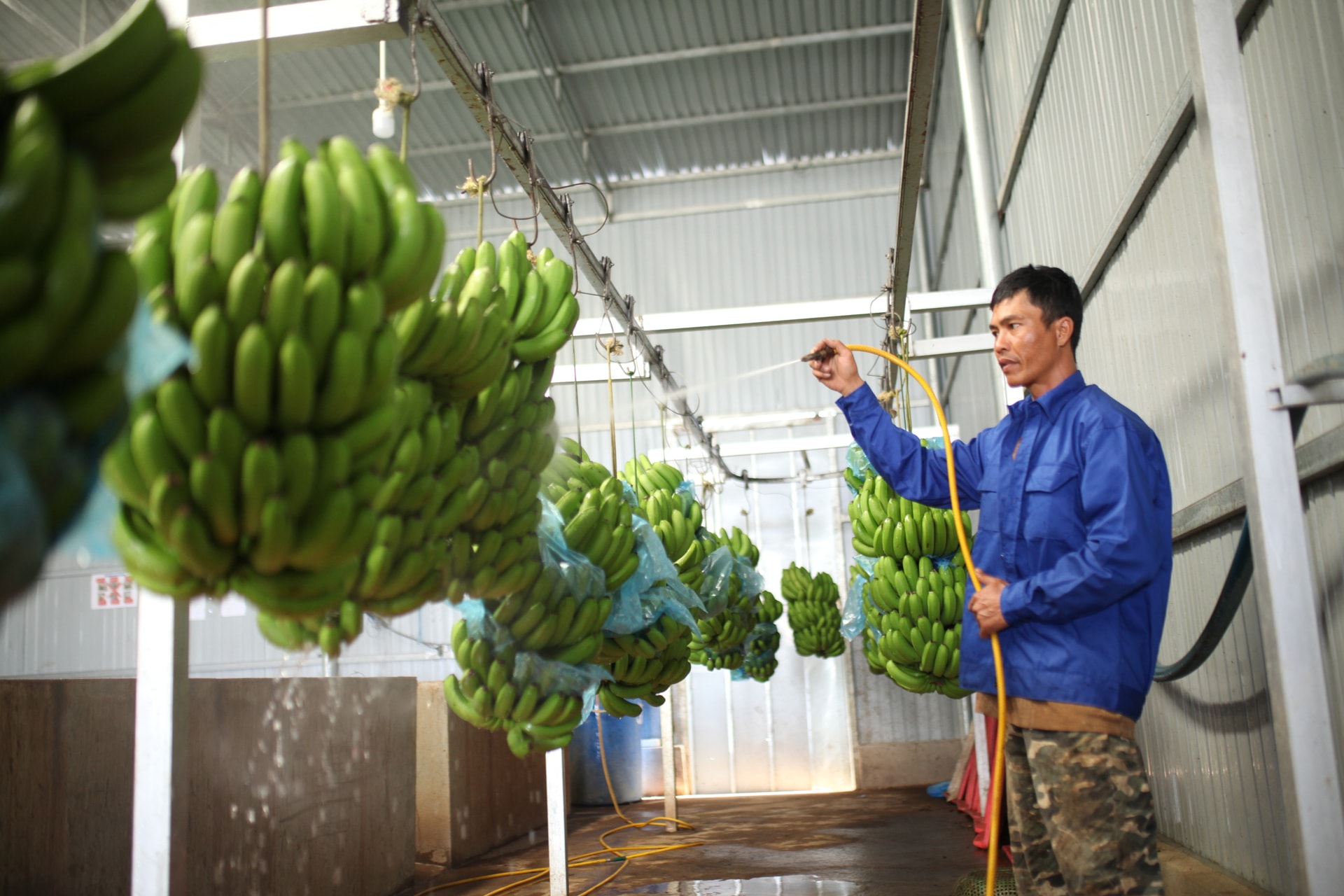 Ảnh 1 sản phẩm chuối Laba