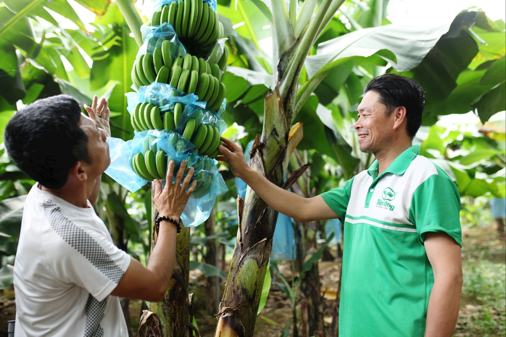 Ảnh 1.2 chuối laba