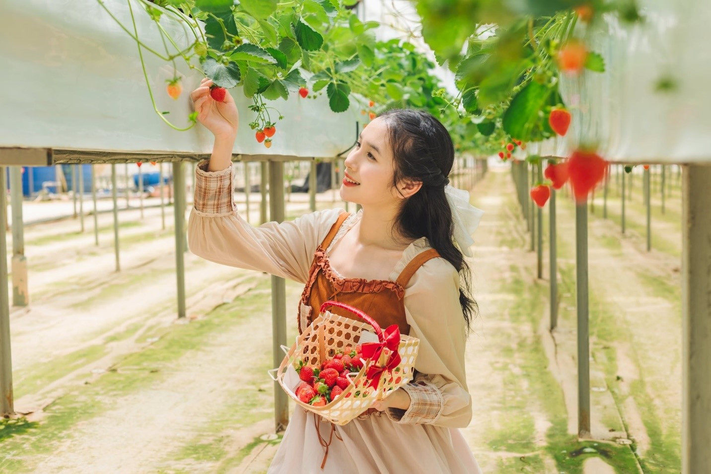 Visitors picking strawberries at Puppy Farm, one of the most popular farms in Cam Ly - Đà Lạt Ward