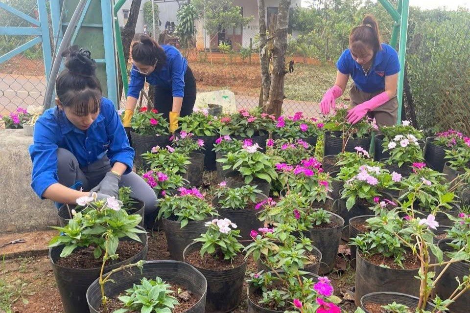 Tuy Đức chăm sóc bồn hoa cây cảnh