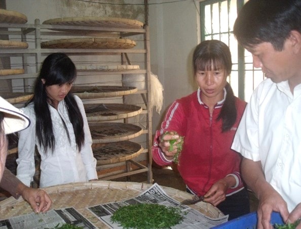 Các hộ nuôi tằm con giống mới tại Lâm Đồng