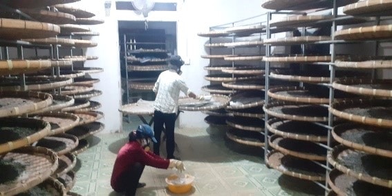 giải pháp kỹ thuật mới phòng bệnh tằm con tại các hộ nuôi tằm ở Lâm Đồng