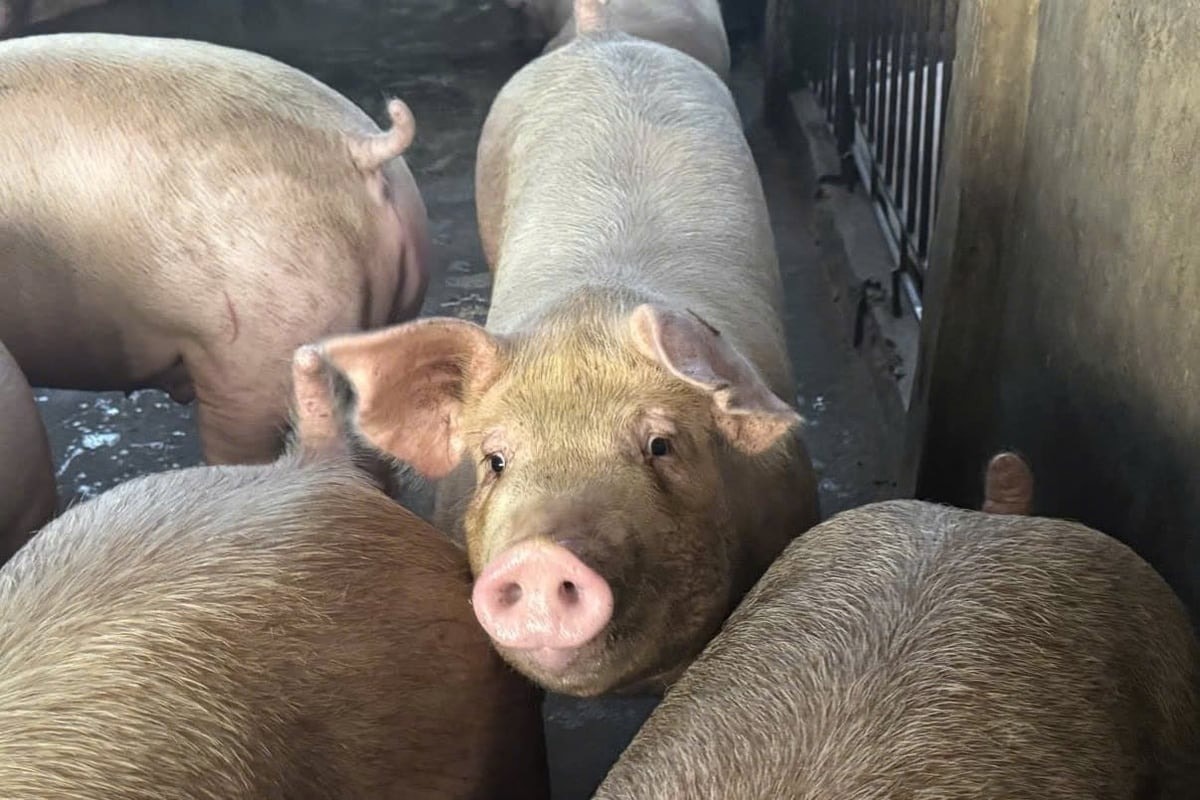 Grispriset idag 29 oktober Grispriset sjunker tillbaka till botten, hela landet kyls ner