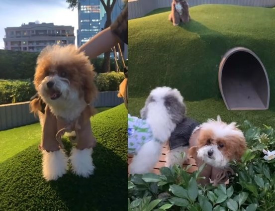 Du khách có thể dắt theo thú cưng của mình đến vui chơi tại khu vực Roof Park.