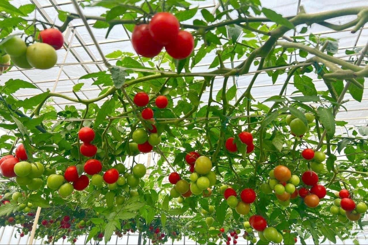 DNo Farm đang trồng nhiều loại nông sản sạch cung ứng cho thị trường trong nước và xuất khẩu