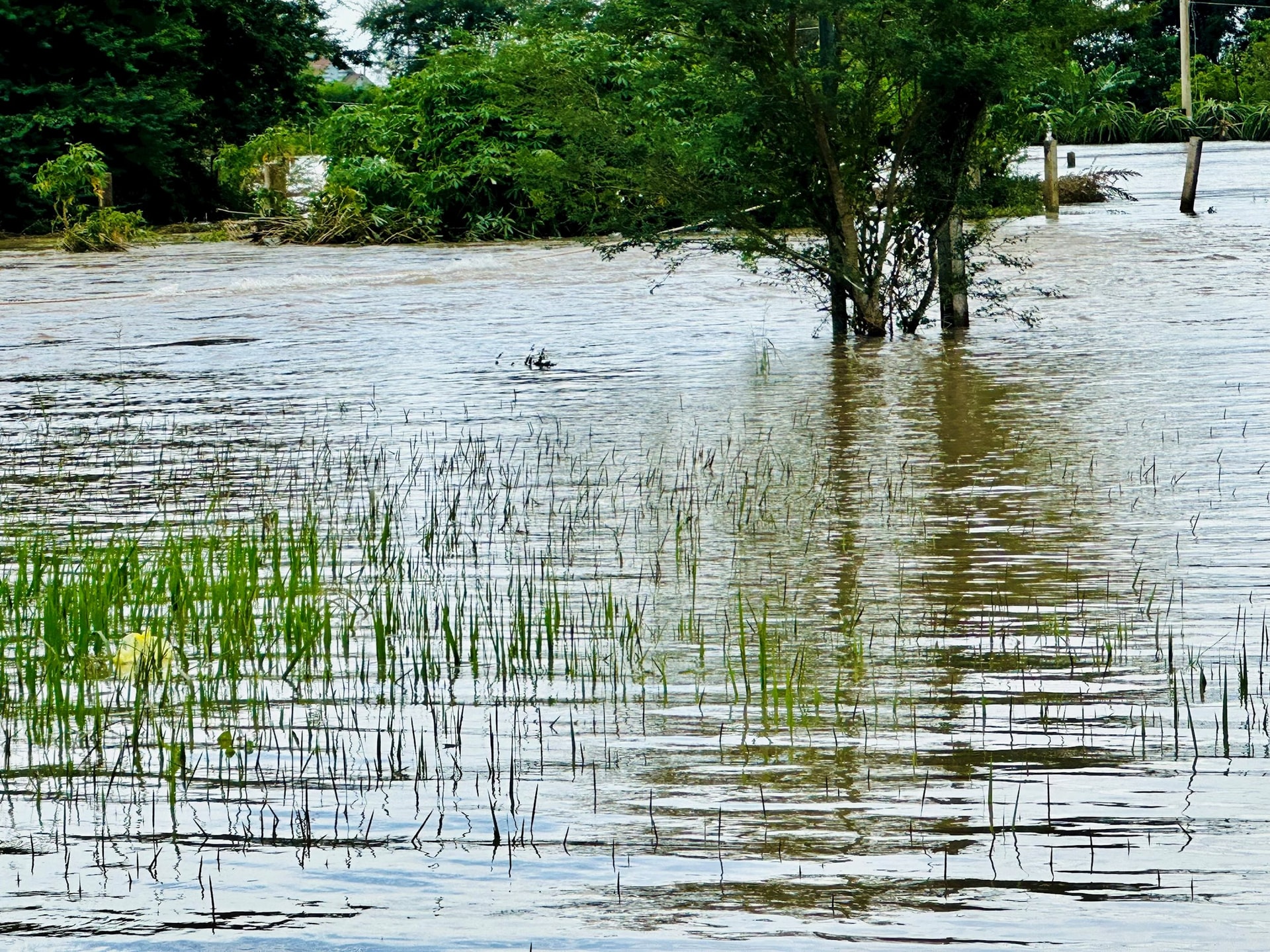 Multe orezării au fost inundate și distruse.