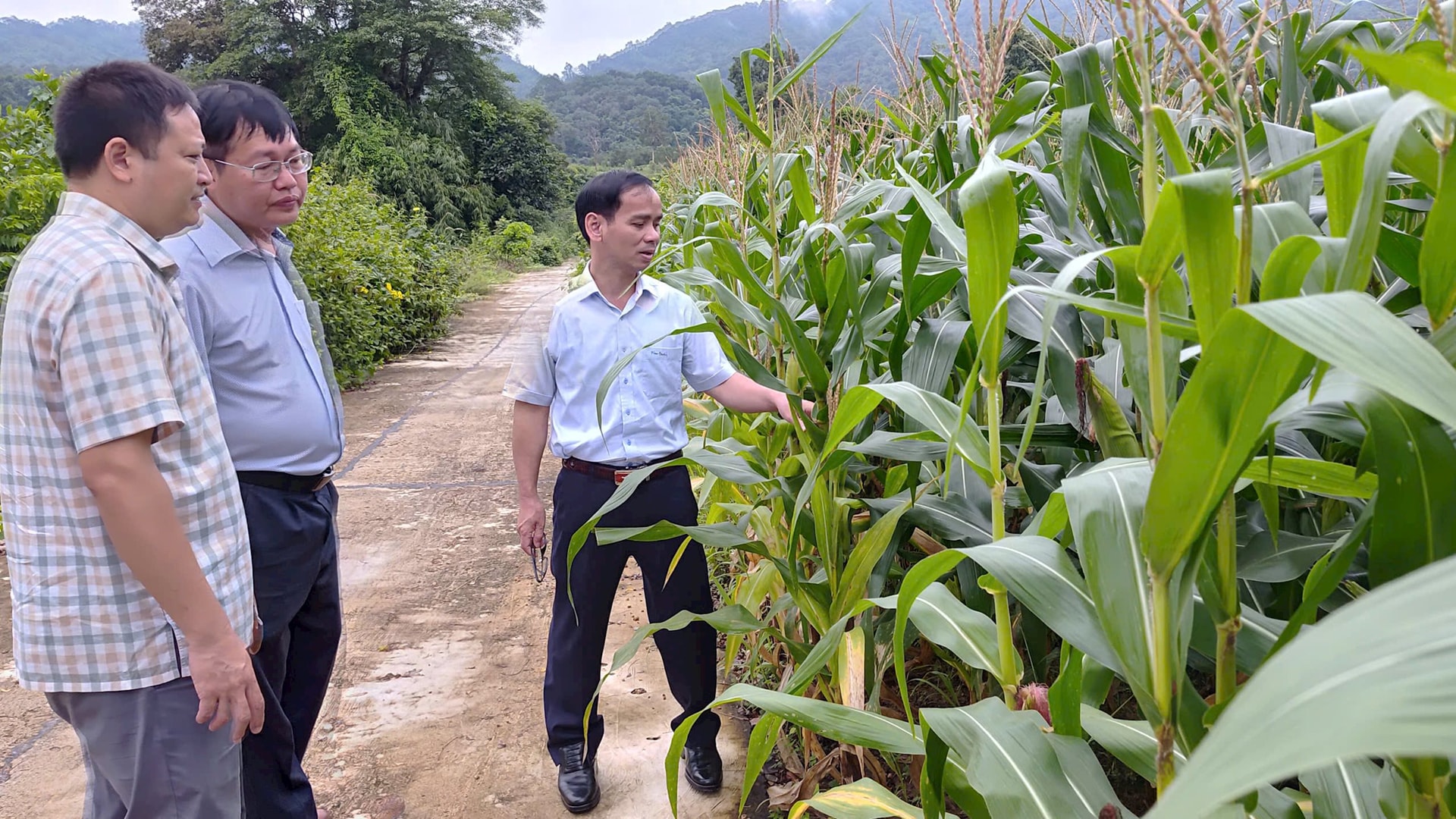 ហ្សែន-h-ការស្ទង់មតិ