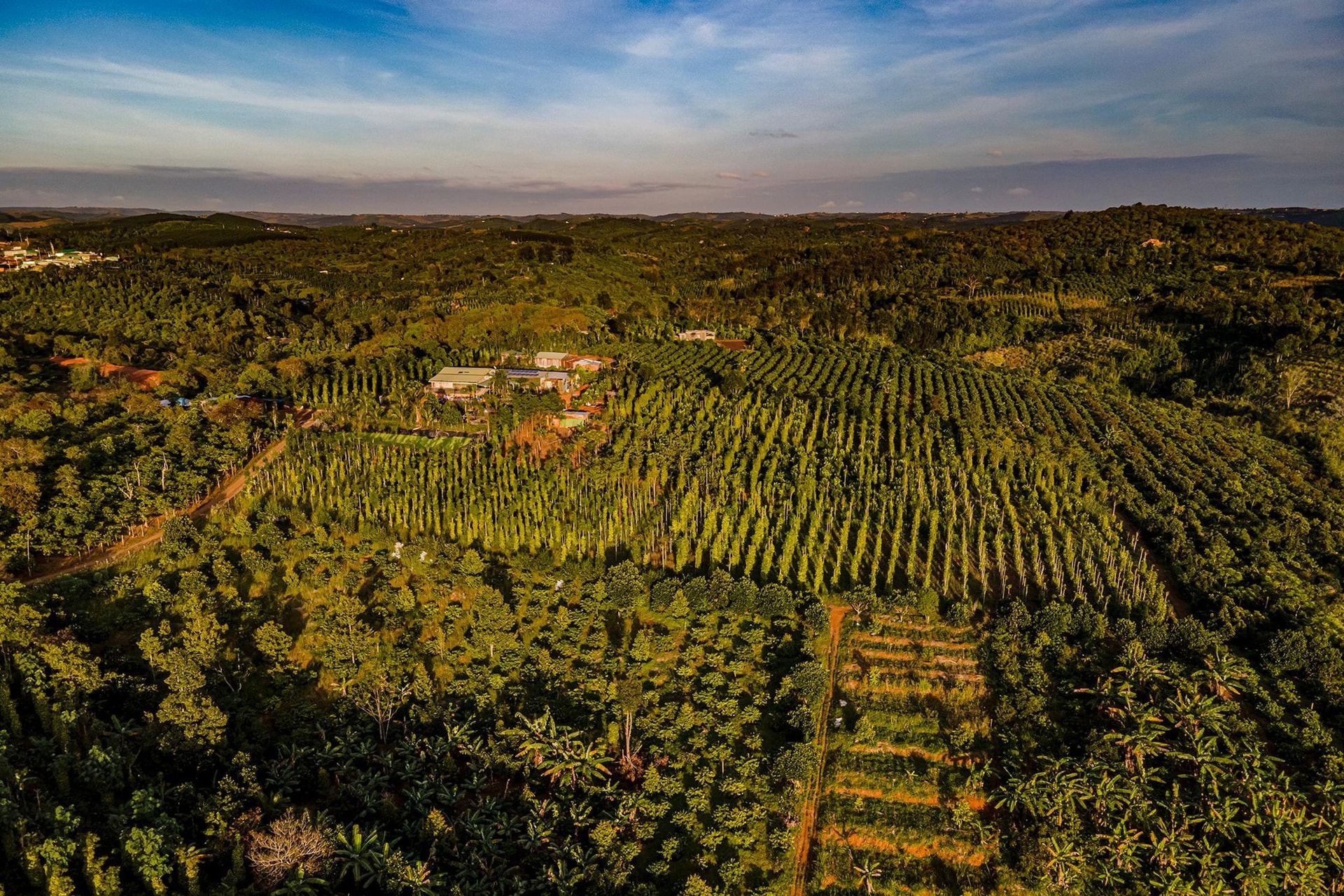 Giá cà phê hôm nay 31 10 Lâm Đồng vượt ngưỡng 116.700 đồng kg, thị trường bùng nổ