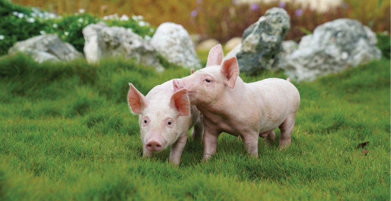 Pig price today 10/30 Peak price remains stable in the North, slightly decreased in the Central region