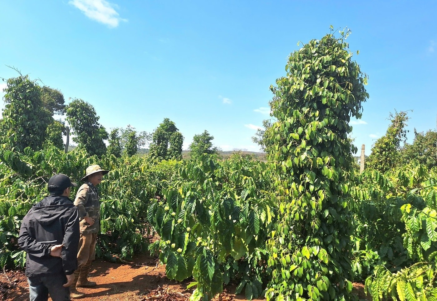 Pepparpris idag 11/11/2025 Stark återhämtning efter justering, återhämtning 12-15,6% under tredje kvartalet