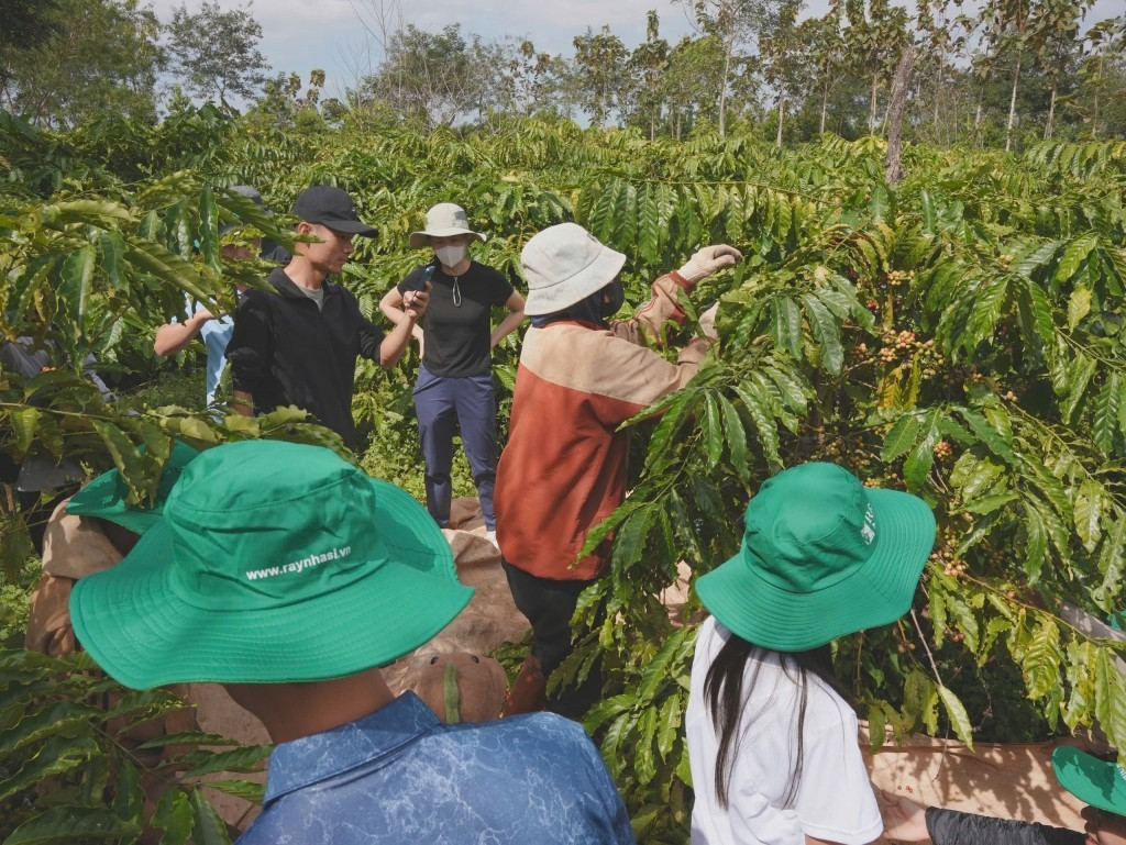 Giá cà phê hôm nay 3 11 Mưa Tây Nguyên cầm chân nguồn cung, thương nhân chờ vụ mùa mới