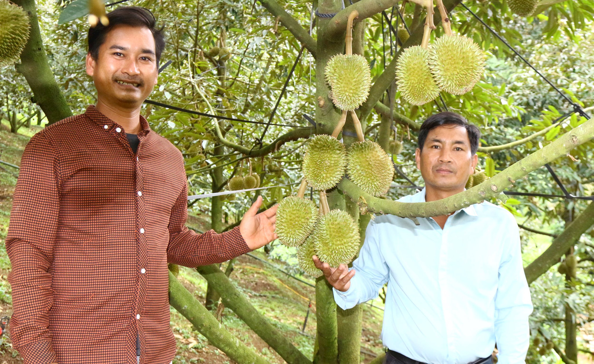 Sản phẩm sầu riêng 3 sao của nông dân K' Thiện, thôn Hang Ka
