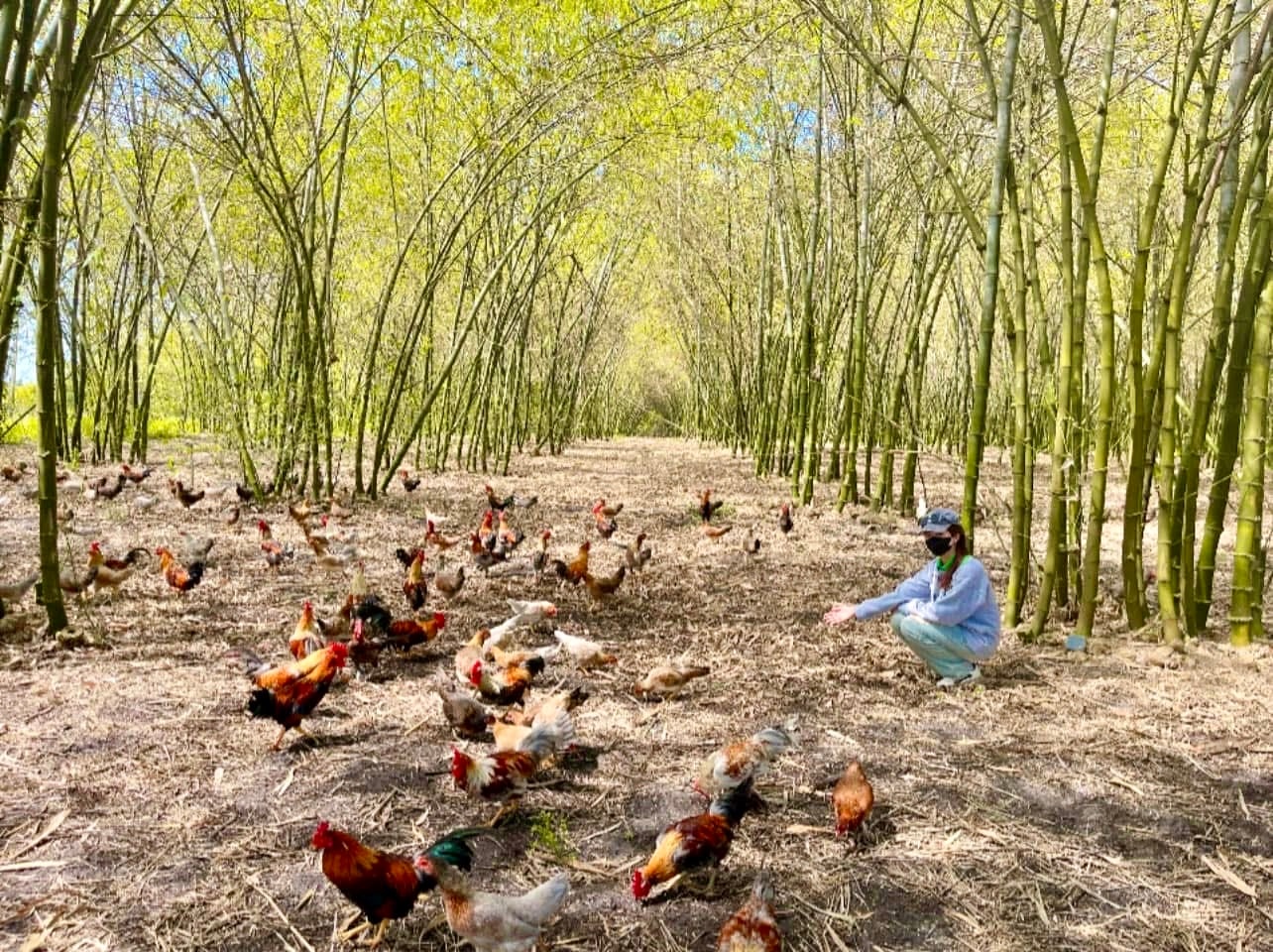 Cooperativa organică Thien Nghiep (Ba Tuong)