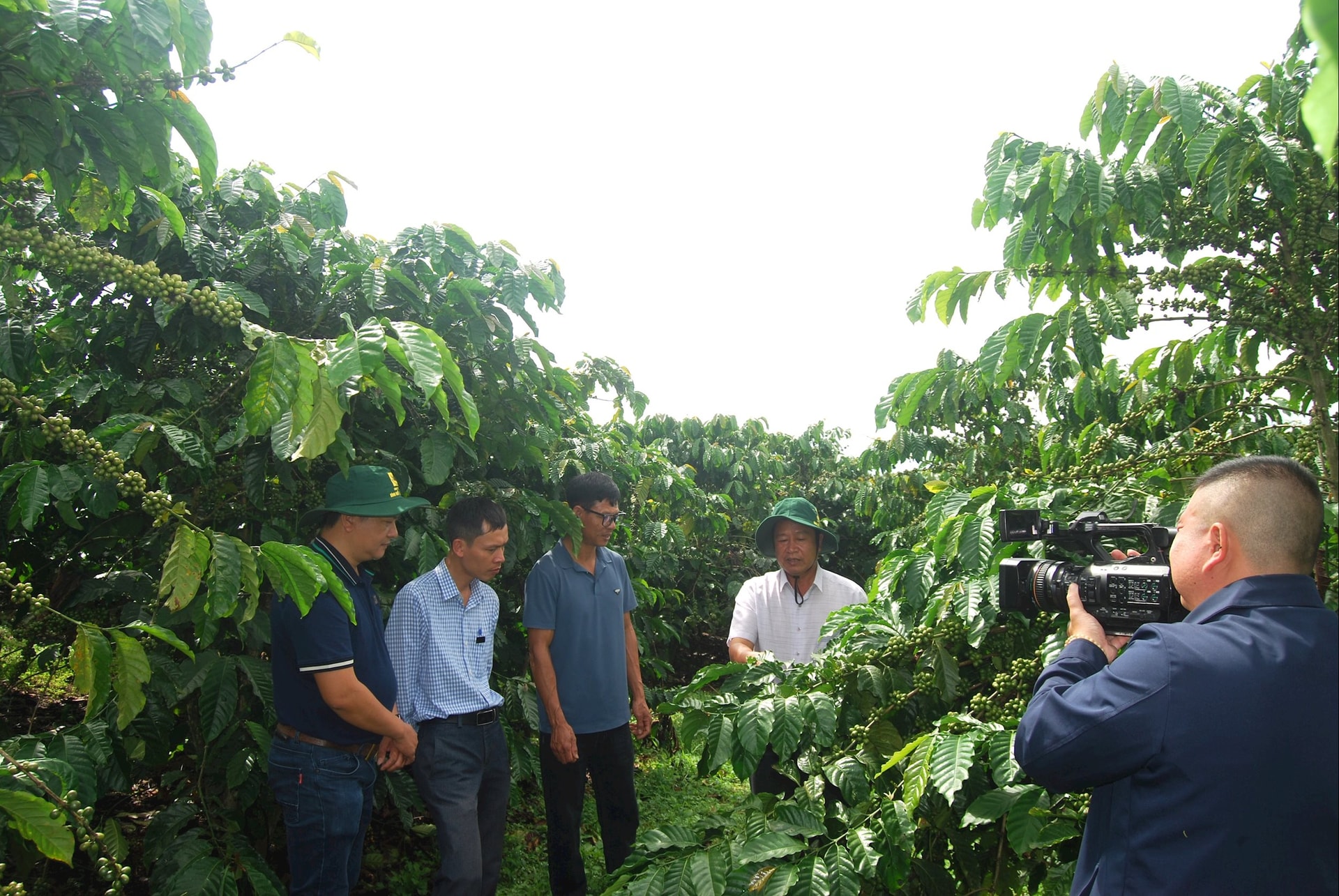 Các nhà khoa học nhận định mô hình chăm sóc cà phê thông minh đã giải quyết 2 vấn đề cốt lõi phục hồi chất lượng đất và đẩy mạnh canh tác đạt năng suất, chất lượng tối ưu.