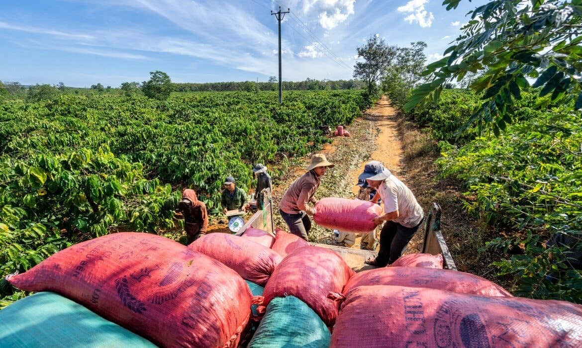 តម្លៃកាហ្វេថ្ងៃនេះ 6 11 ការកើនឡើងនេះត្រូវបានបាត់បង់ដោយសារការផ្គត់ផ្គង់បានកើនឡើងម្តងទៀត