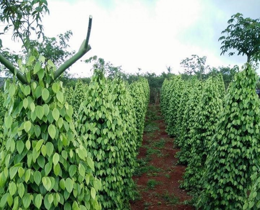 ລາຄາຫມາກພິກໃນມື້ນີ້ 6 11 ສະຖຽນລະພາບ, ການສົ່ງອອກເຕີບໂຕ 3 ເດືອນຕິດຕໍ່ກັນ