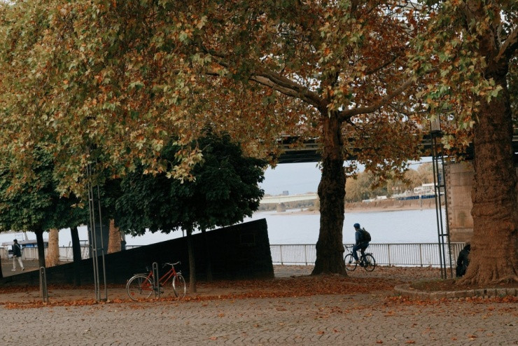 Lá cây ven sông Rhine ở Cologne đang trong giai đoạn chuyển màu.