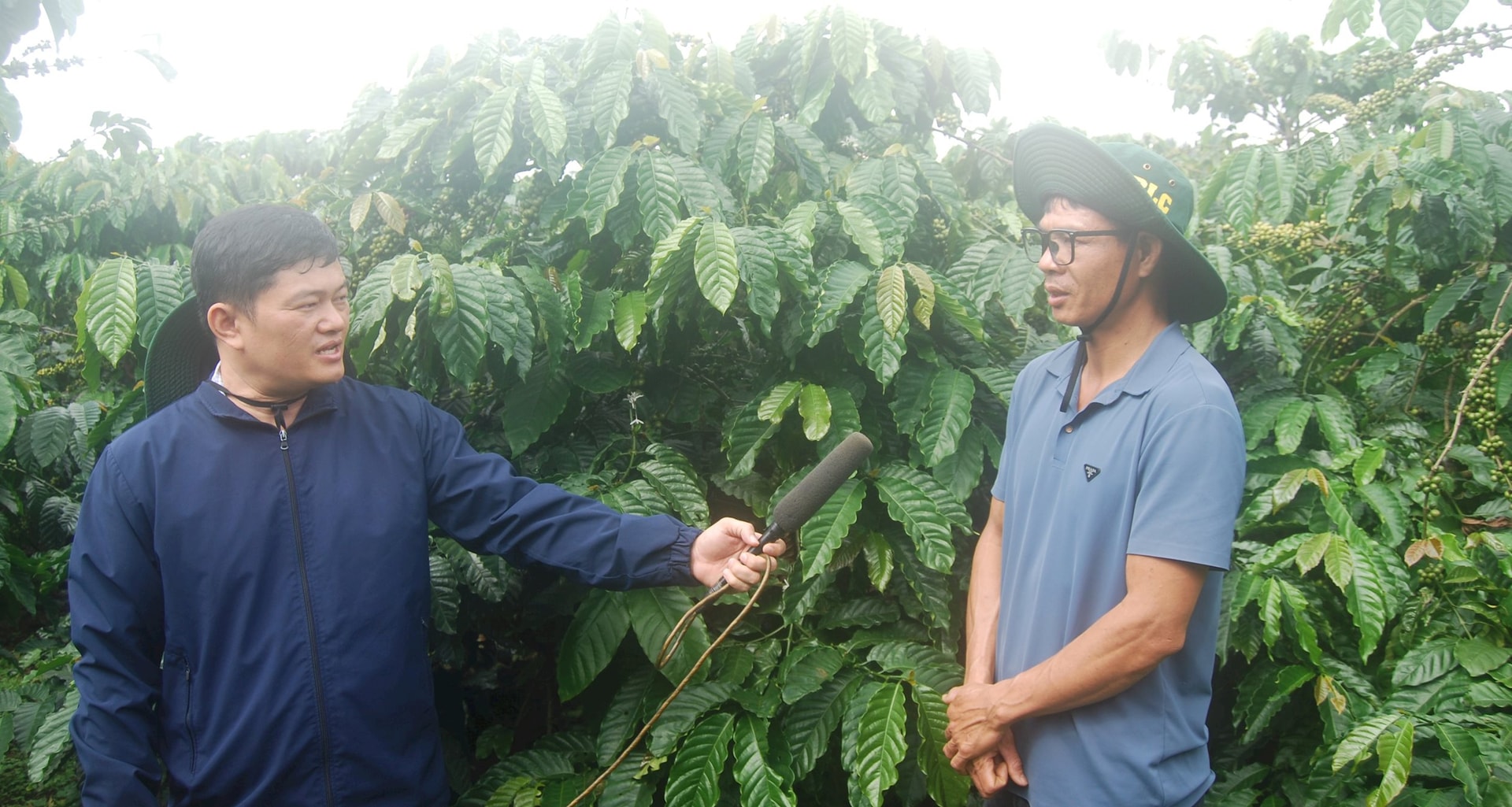 Nhà nông Nguyễn Nhật Quyền ở xã Tân Hà Lâm Hà, tỉnh Lâm Đồng chia sẻ kỹ thuật chăm sóc thông minh trong khu vườn cà phê thuần của mình
