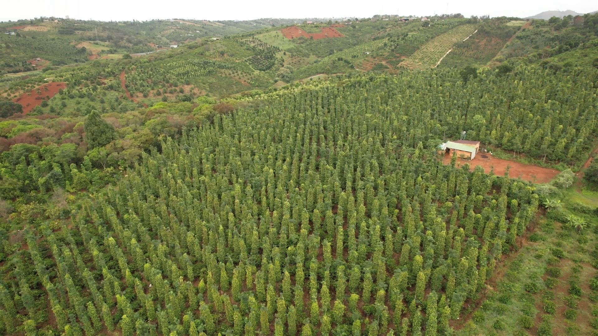 Cena pepře dnes 7. 11. 2025 Stabilní cenová hladina, export se blíží rekordu