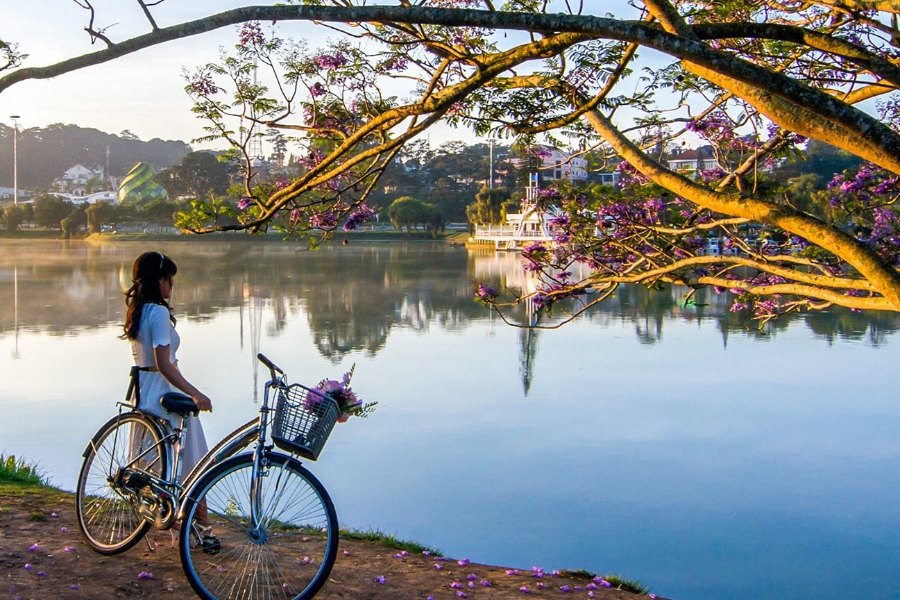 बैंगनी रंग का रॉयल पोइंसियाना वृक्ष हर बार खिलने पर पर्यटकों को तस्वीरें लेने के लिए आकर्षित करता है।