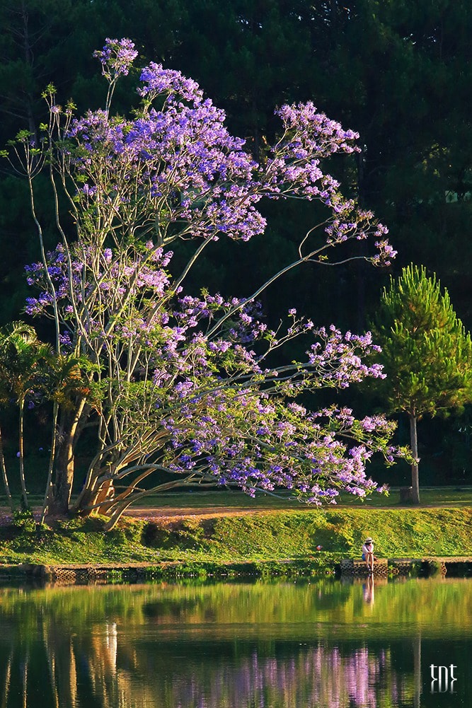 फ़ोटोग्राफ़र ट्रुओंग न्गोक थुय द्वारा खींची गई बैंगनी रंग के शाही पोइंसियाना पेड़ की तस्वीर