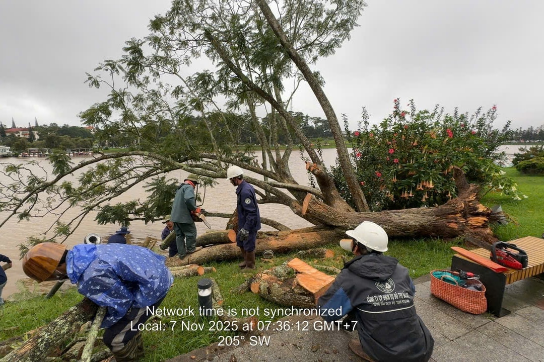 अधिकारियों ने गिरे हुए बैंगनी पोइंसियाना पेड़ की छंटाई का काम संभाला