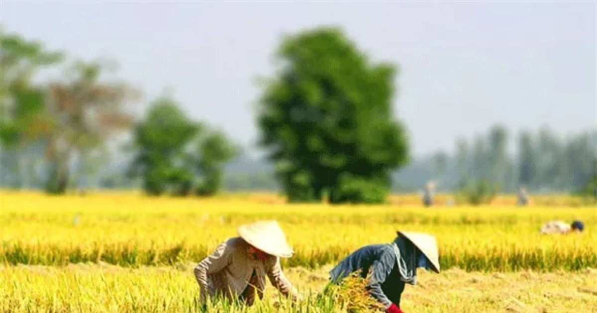Một số Nghị định miễn, giảm thuế sử dụng đất nông nghiệp sẽ bị thay thế từ 01/01/2026 (Hình ảnh từ Internet)