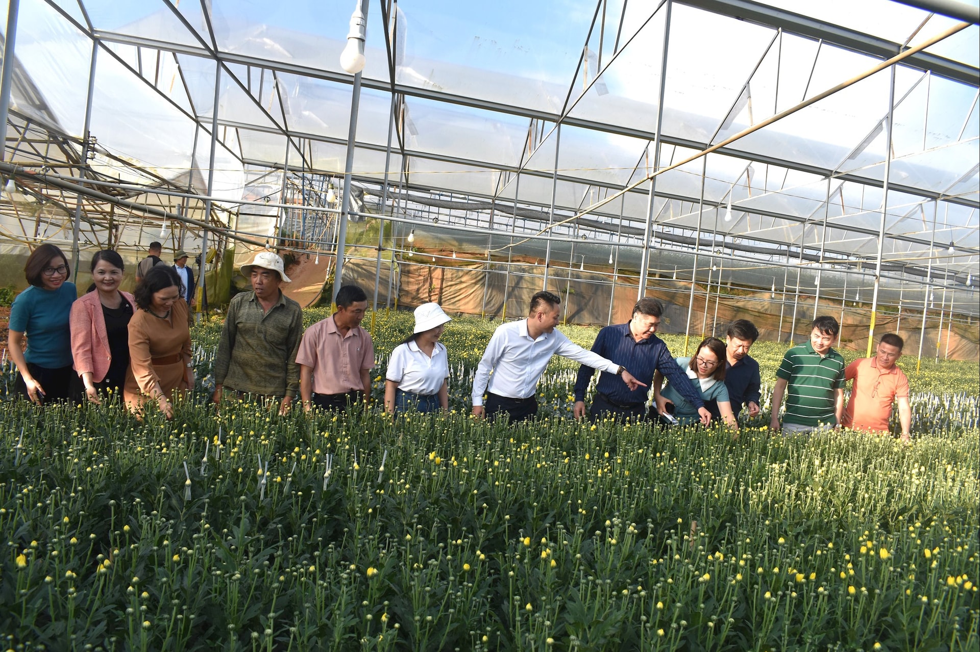 Khuyến nông canh tác hoa cúc bằng công nghệ đèn led chiếu sáng trên địa bàn Lâm Đồng ngàn hoa