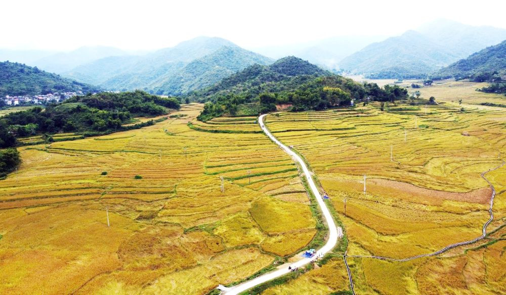 Mùa vàng trên những thửa ruộng bậc thang ở miền Tây xứ Thanh