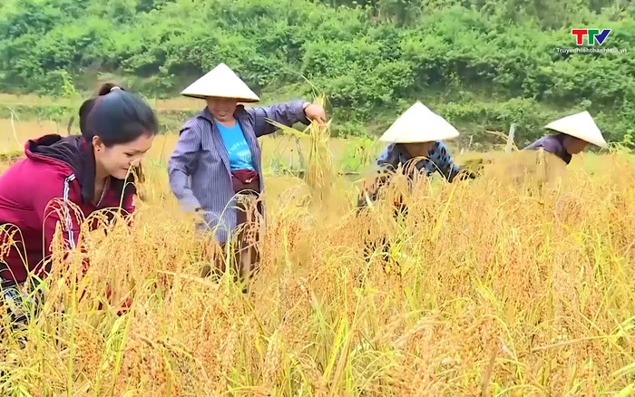 Mường Lát vào mùa thu hoạch lúa nếp Cay Nọi