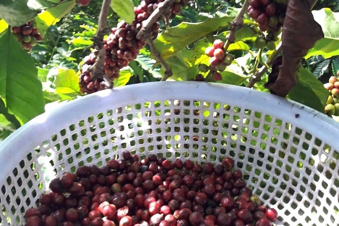 coffee-lam-dong-year-2025-2026-expected-to-be-able-to-buy-at-a-good-price-need-to-be-active-in-prevention-of-second-case-theft.jpg