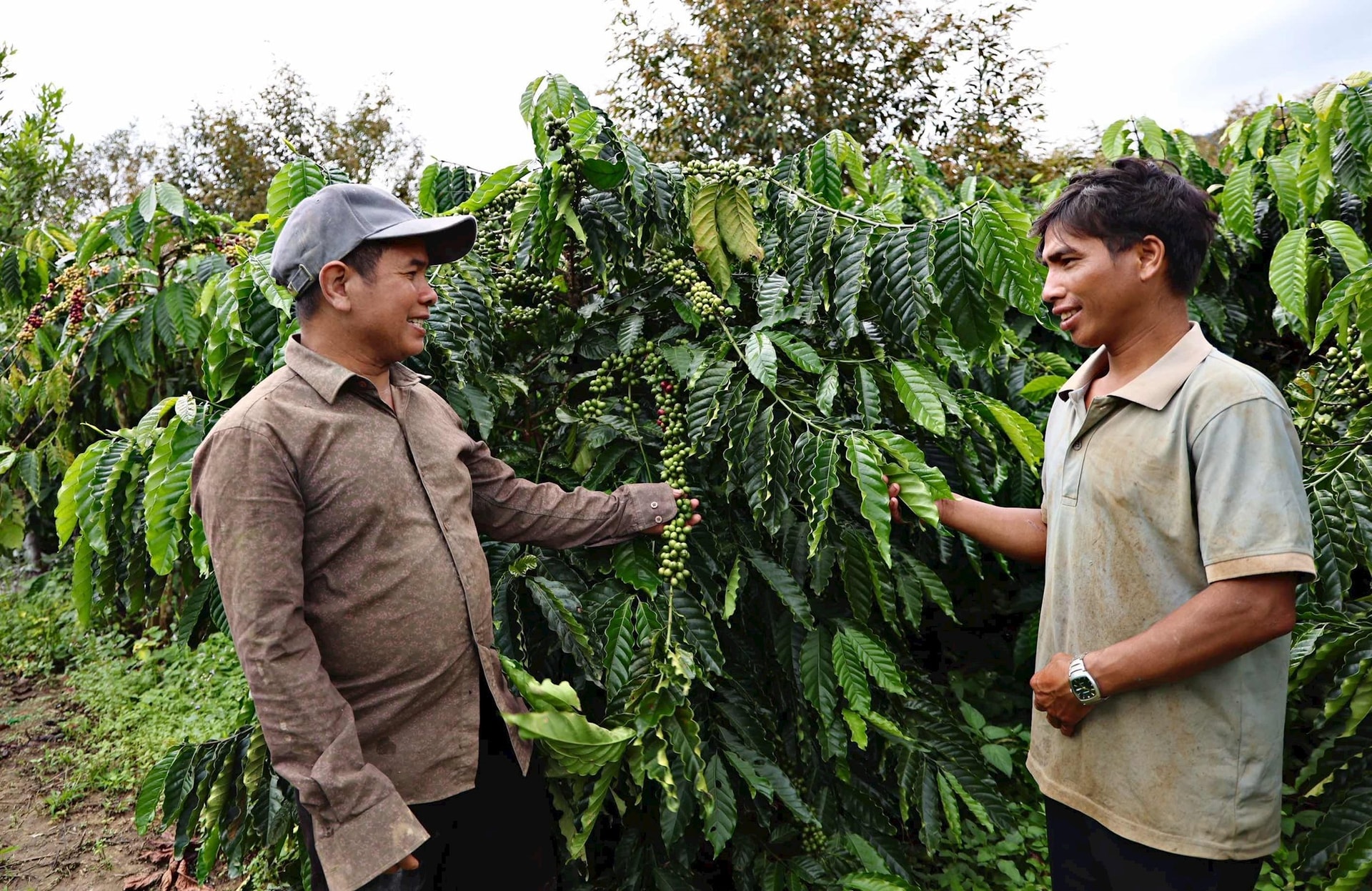 ព្រឹទ្ធាចារ្យភូមិ