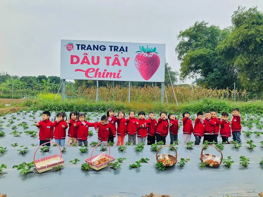 Chimi Farm Đông Anh Hà Nội