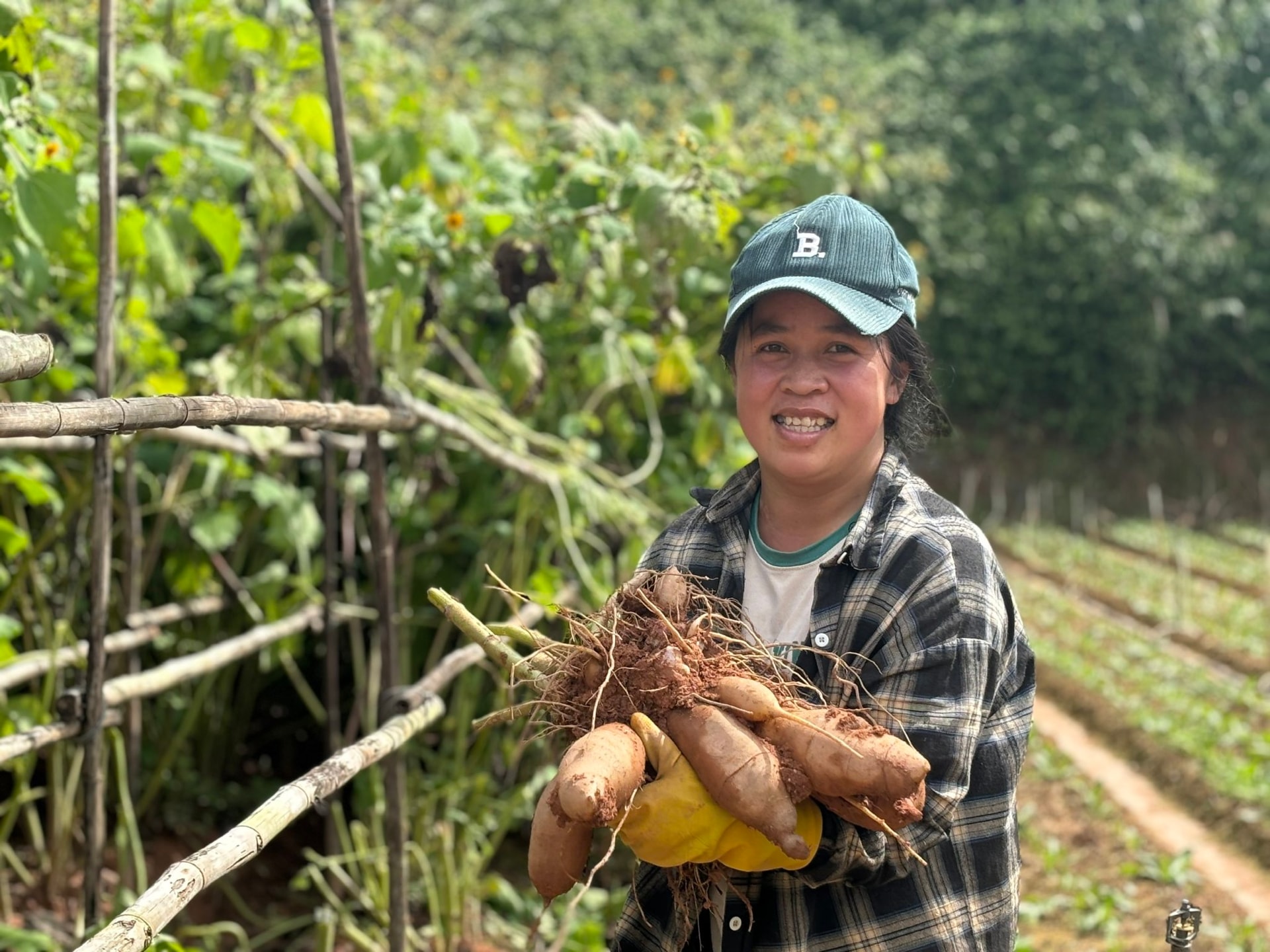 Η κα Thuy Linh και η ρίζα τζίνσενγκ