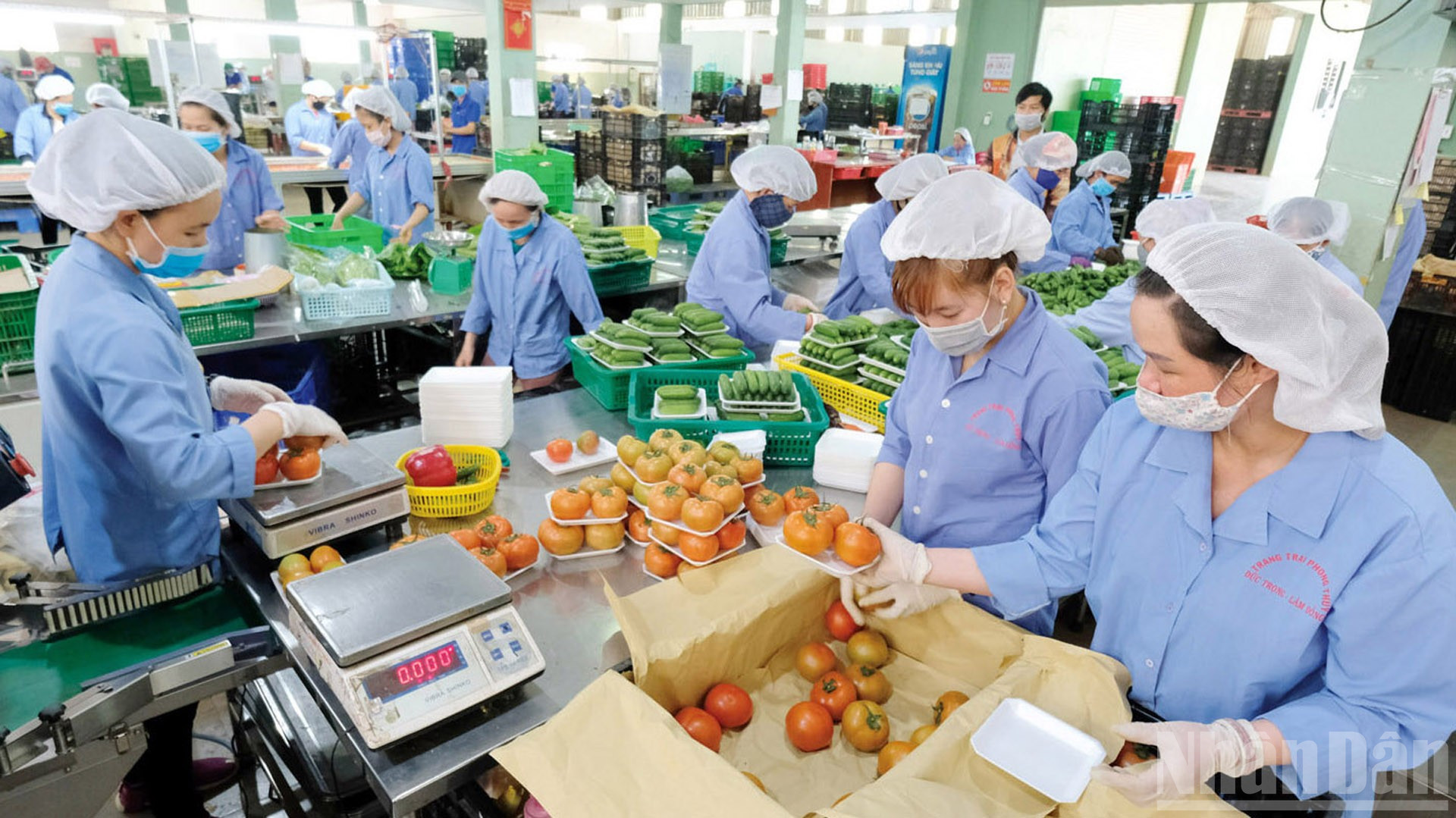 Nông nghiệp là một trong những trụ cột chiến lược phát triển kinh tế-xã hội tỉnh Lâm Đồng. ndo_br_ca-chua-5749.jpg