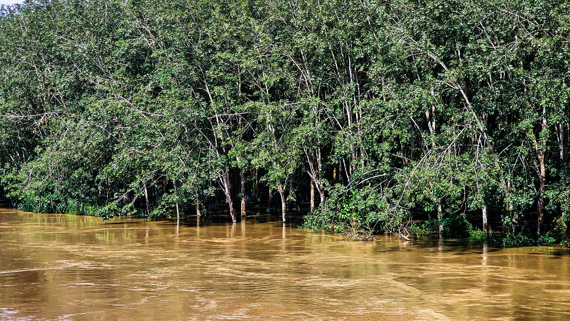 ເຂື່ອນຢາງພາລາ 1