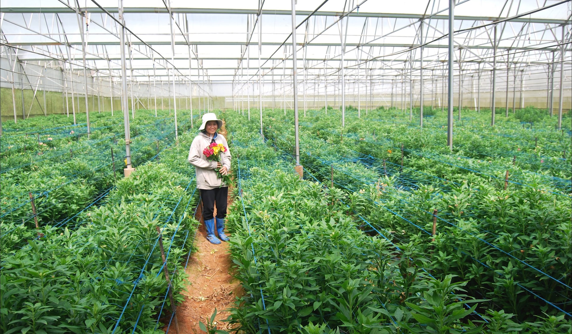 På Langbiang gård i en høyde av 1500 moh. vokser nederlandske påskeliljer, som høstes i det femte året, med ganske høy økonomisk verdi.