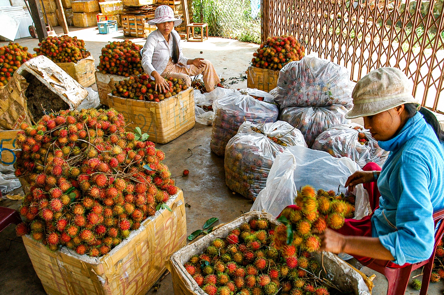 Récolte de ramboutans à Ro Mo, commune de Nam Thanh (photo de N. Lan)