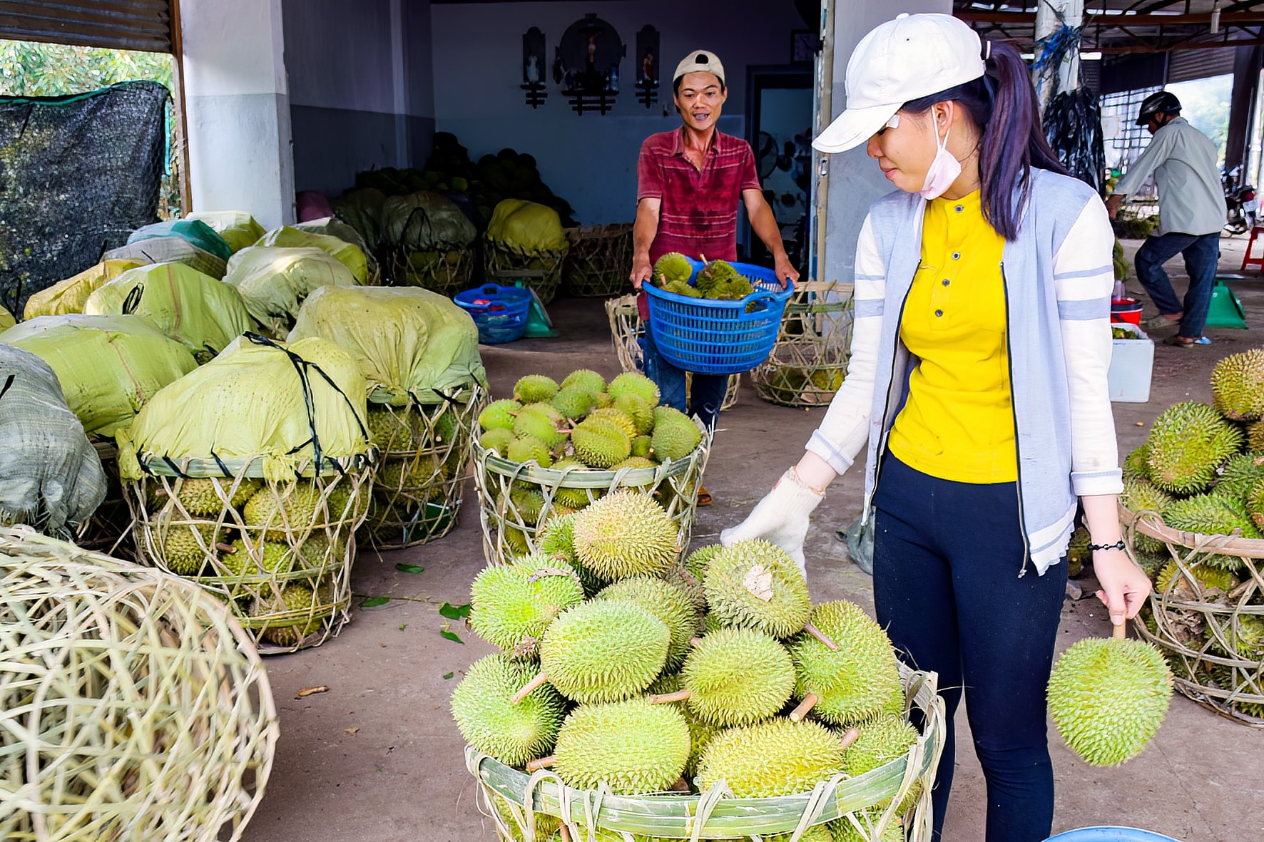 Récolte de durians à Ro Mo, commune de Nam Thanh (photo de N. Lan)