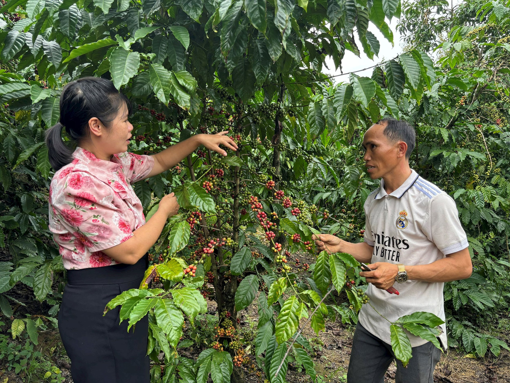 Người Đạ Tế trồng cà phê cùng vươn lên