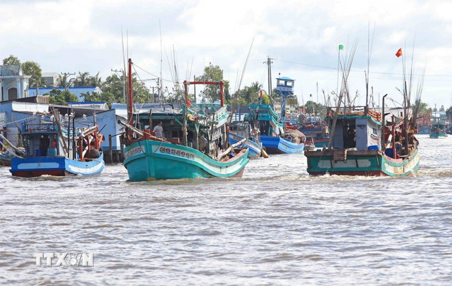 ttxvn-ca-mau-kien-quyet-xu-ly-dut-diem-tinh-trang-tau-ca-3-khong-29.jpg