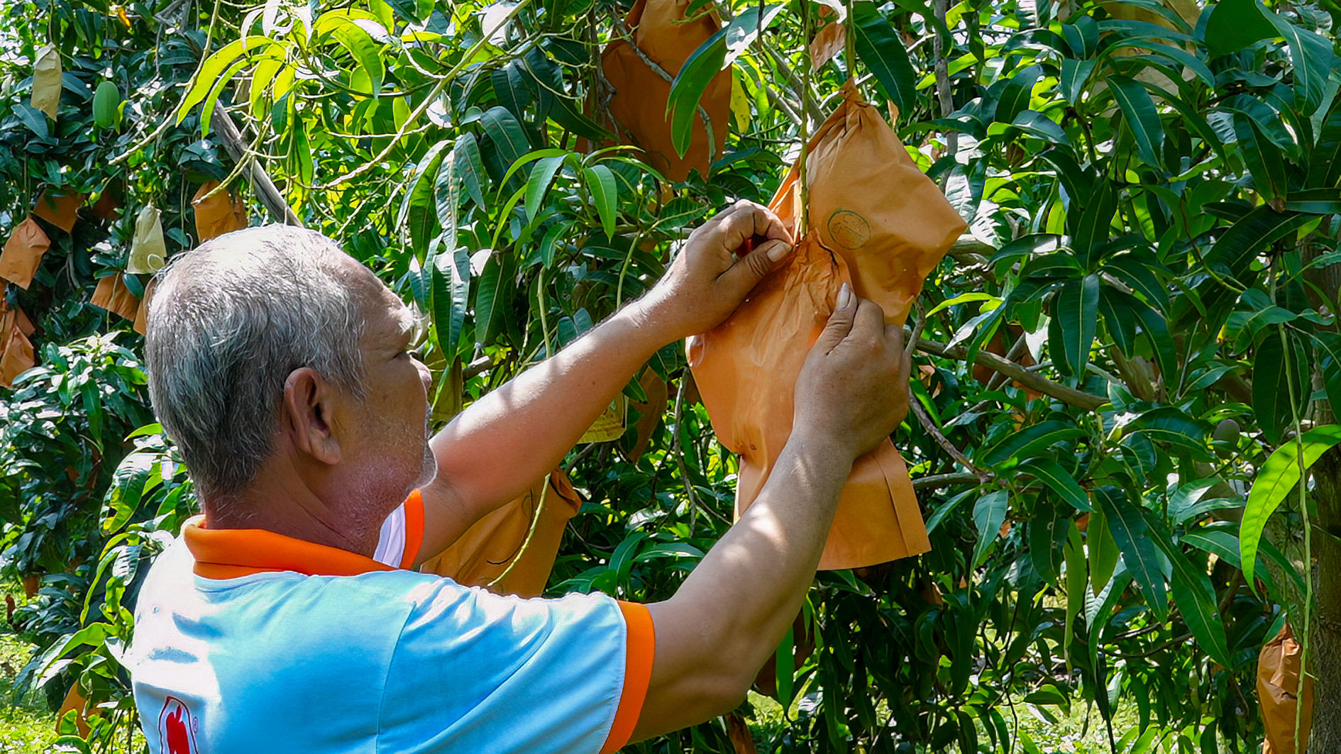 Vườn xoài ở xã Sông Lũy (ảnh N. Lân) (4)